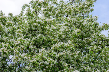Fototapeta premium Аlowering pear in the garden