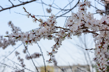 Cherry blossoms