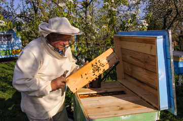 beekeeper on apiary