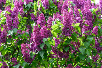 Obraz premium Lilac blossoms