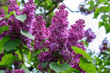 Obraz premium Lilac blossoms