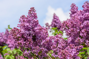 Lilac blossoms