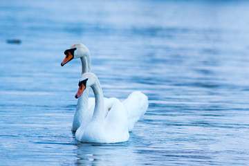 Dwa łabędzie pływające na jeziorze © blesz