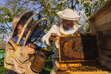 beekeeper grandfather and grandson examine a hive of bees