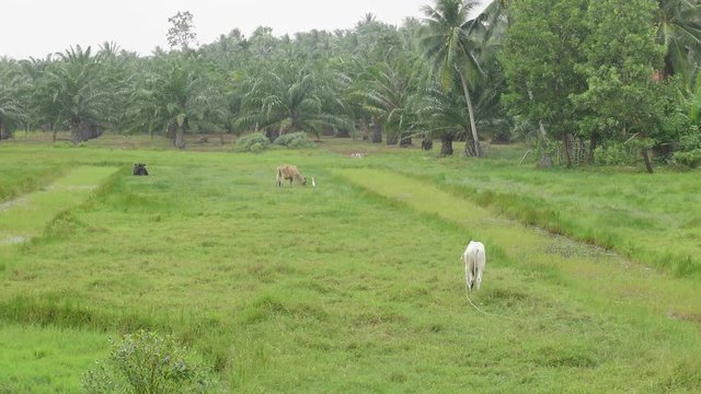 Cows ; domestic cows grazing on a green meadow