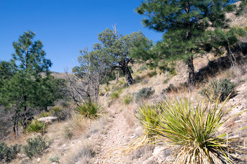 Fototapeta na wymiar The trail on the mountainside. Guadalupe Mountains National Park