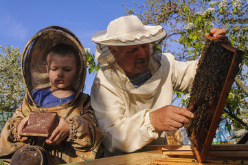 beekeeper grandfather and grandson examine a hive of bees