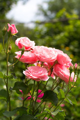 Red pink in the garden. Flowers blooming. Fresh beatiful flowers. Greeting card.