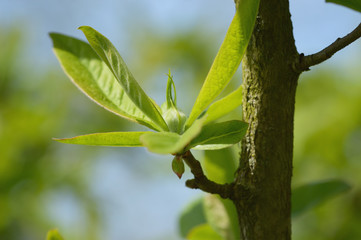 Knospe von Mispel Mespilus germanica am Stamm