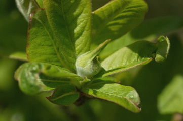 Knospe von Mispel Mespilus germanica