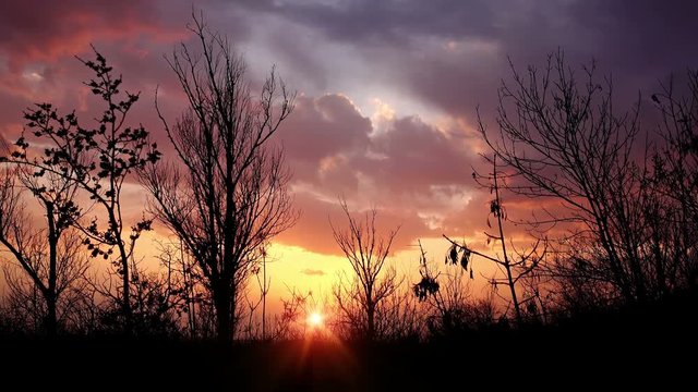 Dolly shot of beautiful sunset in woods with sunshine