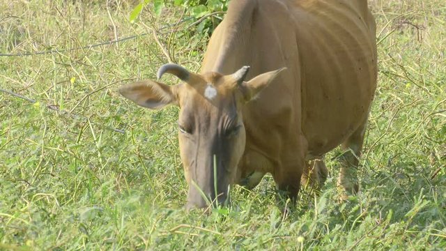 Cows grazing on pasture, landscape,Thailand