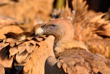Close-up of griffon vulture head.