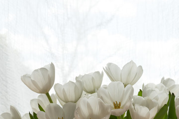 Fototapeta na wymiar White tulips in the sun
