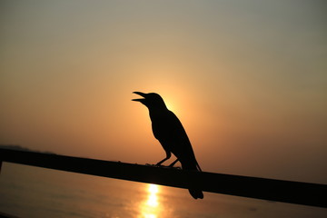 Naklejka premium Ptak o zachodzie słońca