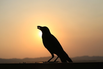 Naklejka premium Ptak o zachodzie słońca