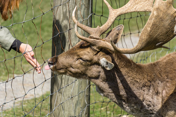 Fütterung von einem Hirsch an einem Zaun