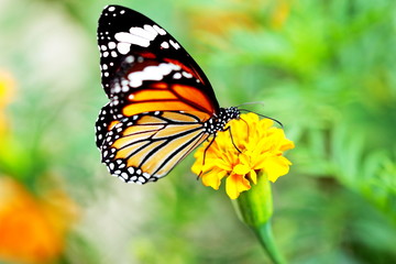 Close up Monarch Butterfly holding on yellow flower.