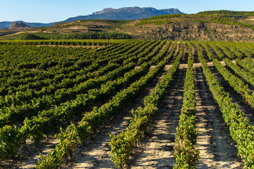 Viñedo, San Vicente de la Sonsierra al fondo, La Rioja (España)