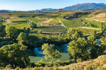 Vineyard, San Vicente de la Sonsierra as background, La Rioja (Spain)