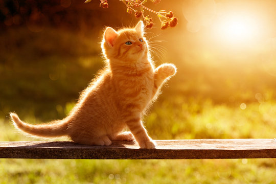 Katze/ K&auml;tzchen sielt im Garten auf einem Holzbrett sitzend im