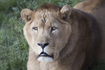 Close-up of dangerous lioness