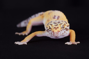 Small lizard looking at camera