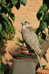 an eagle