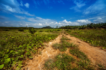 Fototapeta na wymiar Rural tropical road