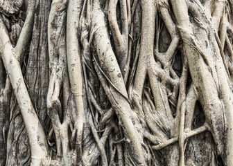 Tree roots texture