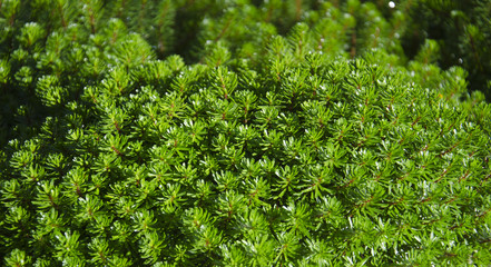 Hydrilla verticillata