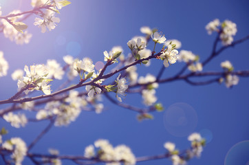 Branch with white flowers against the sky