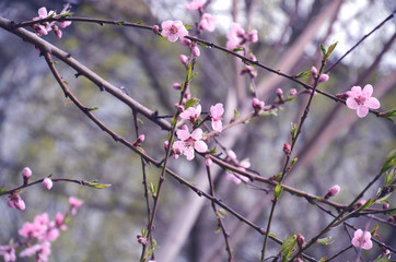 Branches of plum blossoms