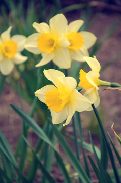 Beautiful yellow daffodils