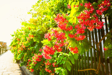 Pink small flowers on a green background