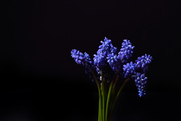 Blue Grape Hyacinth, Muscari armeniacum flowers with strong cont