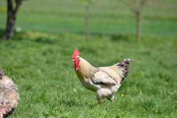 Beautiful and proud rooster with white feathers in the summer gr