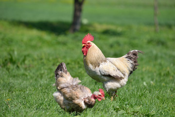 Beautiful and proud rooster near a hen with naked neck in the su