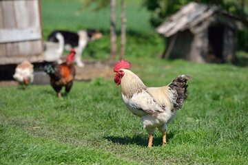 Naklejka na ściany i meble Farm with animals in the summer, beautiful rooster and blurred a