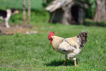 Beautiful and proud rooster in the summer green grass on the far