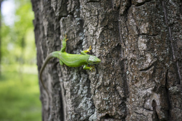 Naklejka na ściany i meble Green lizard - Green lizard with a long tail standing on a piece of wood