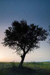 Fototapeta premium Lonely olive tree at dusk