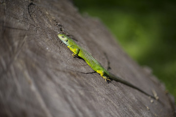 Green lizard - Green lizard with a long tail standing on a piece of wood