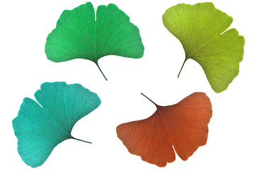 Ginkgo leaf, Ginkgo biloba, on white background
