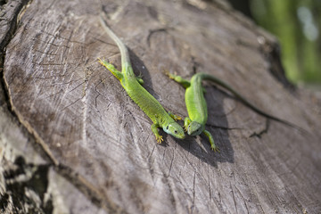 Green lizard - Green lizard with a long tail standing on a piece of wood