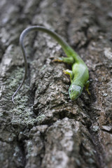 Green lizard - Green lizard with a long tail standing on a piece of wood