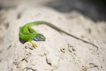Green lizard - Green lizard with a long tail standing on a piece of wood