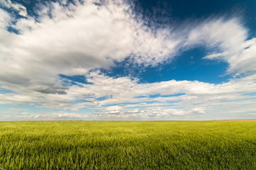 Obraz premium young wheat field