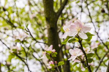 Flowering Malus sylvestris.