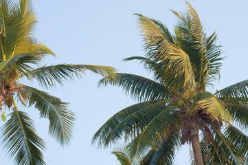 Fototapeta premium coconut tree blue sky